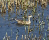 Marbled duck on water Adult,Omnivorous,Wetlands,Brackish,Chordata,Flying,Aves,angustirostris,Anatidae,Aquatic,Anseriformes,Africa,Marmaronetta,Terrestrial,Europe,Convention on Migratory Species (CMS),Vulnerable,Asia,Animal