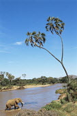 African elephant crossing Uaso Nyiro River Elephants,Elephantidae,Chordates,Chordata,Elephants, Mammoths, Mastodons,Proboscidea,Mammalia,Mammals,Appendix I,Africa,Appendix II,Savannah,Herbivorous,Terrestrial,Animalia,Convention on Migratory Sp