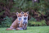 Red fox cubs on alert Chordates,Chordata,Mammalia,Mammals,Carnivores,Carnivora,Dog, Coyote, Wolf, Fox,Canidae,Asia,Africa,Common,Riparian,Terrestrial,Animalia,vulpes,Omnivorous,Vulpes,Urban,Europe,Temperate,Mountains,Agric