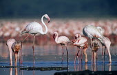 Greater flamingos with lesser flamingos