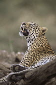 Leopard watching bird in tree Chordates,Chordata,Felidae,Cats,Mammalia,Mammals,Carnivores,Carnivora,Temperate,Savannah,Asia,Appendix I,Carnivorous,Panthera,Near Threatened,Africa,Terrestrial,Rainforest,Animalia,IUCN Red List