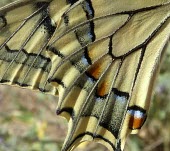 Common swallowtail wing close up Arthropoda,Animalia,Lepidoptera,Wetlands,Species of Conservation Concern,Papilionidae,Papilio,Insecta,Herbivorous,Flying,Fluid-feeding,Europe