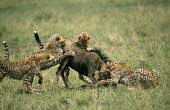 Cheetah (Acinonyx jubatus) family bringing down wildebeest calf (Connochaetes taurinus), Masai Mara National Reserve, Kenya Mammalia,Mammals,Even-toed Ungulates,Artiodactyla,Bovidae,Bison, Cattle, Sheep, Goats, Antelopes,Chordates,Chordata,Animalia,Cetartiodactyla,taurinus,Herbivorous,Desert,Least Concern,Africa,Semi-deser