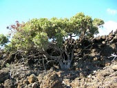 Island nesoluma tree Mature form,polynesicum,Magnoliopsida,Tracheophyta,Desert,Plantae,Vulnerable,Australia,Sapotaceae,Nesoluma,Terrestrial,Photosynthetic,Rock,Ebenales,Semi-desert,North America,IUCN Red List