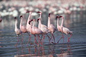 Lesser flamingos in courtship display