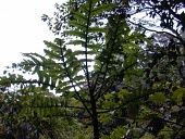 Cyanea asplenifolia in habitat Species in habitat shot,Habitat,Mature form,Campanulaceae,Critically Endangered,Plantae,Pacific,Magnoliopsida,Campanulales,asplenifolia,Cyanea,Tracheophyta,Terrestrial,Tropical,Photosynthetic,IUCN Red