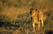 Lion (Panthera leo) in evening glow, Masai Mara National Reserve, Kenya Felidae,Cats,Mammalia,Mammals,Carnivores,Carnivora,Chordates,Chordata,leo,Animalia,Savannah,Africa,Scrub,Appendix II,Asia,Panthera,Vulnerable,Desert,Terrestrial,Carnivorous,IUCN Red List