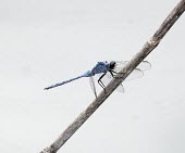 Mangrove skimmer perched Coastal,Estuary,Salt marsh,Animalia,Aquatic,Asia,Insecta,Mangrove,Terrestrial,Brackish,Vulnerable,Libellulidae,Odonata,Arthropoda,Carnivorous,Orthetrum,Flying,IUCN Red List