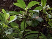 Cyanea copelandii haleakalaensis leaves and flowers Mature form,Campanulales,Magnoliopsida,IUCN Red List,North America,Forest,Critically Endangered,Plantae,Terrestrial,Photosynthetic,Campanulaceae,Cyanea,Tracheophyta