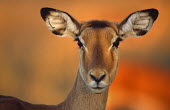 Impala portrait at dawn Chordates,Chordata,Even-toed Ungulates,Artiodactyla,Bovidae,Bison, Cattle, Sheep, Goats, Antelopes,Mammalia,Mammals,Aepyceros,Animalia,Africa,Terrestrial,Vulnerable,Savannah,Cetartiodactyla,Least Conc