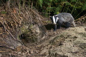 European badger cub returning to sett, Carnivores,Carnivora,Mammalia,Mammals,Chordates,Chordata,Weasels, Badgers and Otters,Mustelidae,Europe,meles,Temperate,Animalia,Meles,Coastal,Species of Conservation Concern,Scrub,Wildlife and Conserv