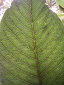 Cyanea procera leaf Leaves,Mature form,Campanulales,Plantae,Terrestrial,Cyanea,Magnoliopsida,IUCN Red List,Photosynthetic,Campanulaceae,North America,Tracheophyta,Critically Endangered