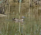 Marbled duck swimming Adult,Omnivorous,Wetlands,Brackish,Chordata,Flying,Aves,angustirostris,Anatidae,Aquatic,Anseriformes,Africa,Marmaronetta,Terrestrial,Europe,Convention on Migratory Species (CMS),Vulnerable,Asia,Animal