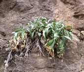 Centaurea wendelboi with seed pods Leaves,Mature form,Not Evaluated,Tracheophyta,Centaurea,Plantae,Terrestrial,Asterales,Photosynthetic,Asia,Magnoliopsida,Asteraceae,IUCN Red List