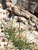 Cyperus rubicundus Fruits or berries,Cyperales,Africa,Plantae,Tracheophyta,Liliopsida,Least Concern,Cyperaceae,Fresh water,Photosynthetic,Terrestrial,Cyperus,Australia,Asia,IUCN Red List