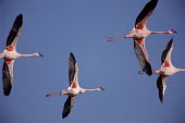 Lesser flamingos in flight