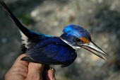 Rufous-lored kingfisher in hand Adult,Terrestrial,Asia,Coraciiformes,Aves,Flying,Tropical,Carnivorous,Vulnerable,winchelli,Todirhamphus,Chordata,Animalia,Alcedinidae,Sub-tropical,IUCN Red List