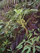 Cyanea dunbariae Mature form,Fruits or berries,Forest,Campanulalea,Campanulaceae,Tropical,Photosynthetic,Critically Endangered,Terrestrial,Magnoliopsida,Cyanea,Rainforest,Plantae,Tracheophyta,IUCN Red List,North Ameri