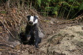 European badger cub at sett Carnivores,Carnivora,Mammalia,Mammals,Chordates,Chordata,Weasels, Badgers and Otters,Mustelidae,Europe,meles,Temperate,Animalia,Meles,Coastal,Species of Conservation Concern,Scrub,Wildlife and Conserv