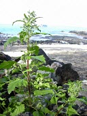 Nettleleaf goosefoot on coast Leaves,Mature form,Amaranthaceae,Caryophyllales,Magnoliophyta,Flowering Plants,Magnoliopsida,Dicots,North America,Asia,Africa,Chenopodiaceae,Photosynthetic,Terrestrial,South America,Australia,Europe,T