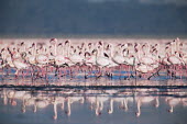 Lesser flamingos with reflections