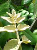 Young Munroidendron racemosum leaves Leaves,Immature form,Tracheophyta,Terrestrial,Photosynthetic,Magnoliopsida,Plantae,Apiales,Araliaceae,Critically Endangered,racemosum,Forest,North America,Munroidendron,IUCN Red List