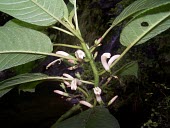 Cyanea copelandii haleakalaensis with old and new flowers Mature form,Campanulales,Magnoliopsida,IUCN Red List,North America,Forest,Critically Endangered,Plantae,Terrestrial,Photosynthetic,Campanulaceae,Cyanea,Tracheophyta