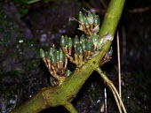 Ha`iwale fruits Fruits or berries,Mature form,Critically Endangered,North America,Terrestrial,Mountains,Cyrtandra,Gesneriaceae,Tracheophyta,Scrophulariales,Photosynthetic,IUCN Red List,Plantae,Magnoliopsida