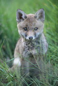 Red fox cub Chordates,Chordata,Mammalia,Mammals,Carnivores,Carnivora,Dog, Coyote, Wolf, Fox,Canidae,Asia,Africa,Common,Riparian,Terrestrial,Animalia,vulpes,Omnivorous,Vulpes,Urban,Europe,Temperate,Mountains,Agric