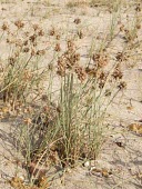 Cyperus arenarius Mature form,Cyperales,Cyperaceae,Tracheophyta,Photosynthetic,Terrestrial,IUCN Red List,Cyperus,Riparian,Least Concern,Plantae,Asia,Fresh water,Liliopsida,Streams and rivers,Coastal