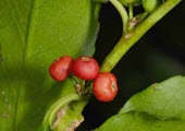 Ilex arisanensis berries Fruits or berries,Endangered,Tracheophyta,IUCN Red List,Aquifoliaceae,Coniferous,Ilex,Photosynthetic,Celastrales,Terrestrial,Asia,Magnoliopsida,Temperate,Plantae,Forest