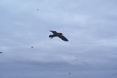 Christmas shearwater in flight Locomotion,Adult,Flying,Chordates,Chordata,Aves,Birds,Procellariidae,Shearwaters and Petrels,Ciconiiformes,Herons Ibises Storks and Vultures,South America,Terrestrial,Animalia,Puffinus,Ocean,Marine,Le