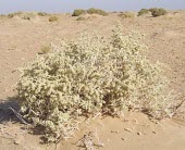 Seidlitzia rosmarinus Habitat,Species in habitat shot,Photosynthetic,Desert,Asia,Plantae,Caryophyllales,Not Evaluated,Magnoliopsida,Tracheophyta,Seidlitzia,Chenopodiaceae,Terrestrial,Salt marsh