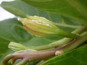 Olulu fruits Mature form,Flower,Brighamia,insignis,Soil,Scrub,Plantae,Terrestrial,Temperate,Critically Endangered,Rock,Tracheophyta,North America,Magnoliopsida,Photosynthetic,Campanulaceae,Campanulales,IUCN Red Li