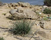 Cyperus conglomeratus in desert habitat Species in habitat shot,Mature form,Habitat,Flower,Poales,Europe,Liliopsida,Asia,Plantae,Common,Tracheophyta,Cyperus,Terrestrial,Scrub,Cyperaceae,Photosynthetic