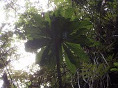 Cyanea procera Mature form,Campanulales,Plantae,Terrestrial,Cyanea,Magnoliopsida,IUCN Red List,Photosynthetic,Campanulaceae,North America,Tracheophyta,Critically Endangered