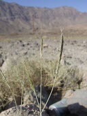 Dichanthium foveolatum Mature form,Asia,Not Evaluated,Photosynthetic,Poales,Dichanthium,Liliopsida,Plantae,Poaceae,Terrestrial,Tracheophyta,Africa