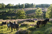 Exmoor ponies in heathland at dawn