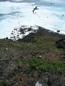 Christmas shearwaters in flight Adult,Locomotion,Flying,Chordates,Chordata,Aves,Birds,Procellariidae,Shearwaters and Petrels,Ciconiiformes,Herons Ibises Storks and Vultures,South America,Terrestrial,Animalia,Puffinus,Ocean,Marine,Le