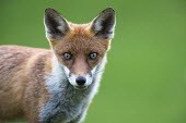 Red fox cub portrait Chordates,Chordata,Mammalia,Mammals,Carnivores,Carnivora,Dog, Coyote, Wolf, Fox,Canidae,Asia,Africa,Common,Riparian,Terrestrial,Animalia,vulpes,Omnivorous,Vulpes,Urban,Europe,Temperate,Mountains,Agric