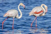 Greater flamingos standing in shallow water Adult,Ciconiiformes,Herons Ibises Storks and Vultures,Chordates,Chordata,Phoenicopteridae,Flamingos,Aves,Birds,Asia,Africa,Flying,Europe,Terrestrial,Phoenicopteriformes,Convention on Migratory Species