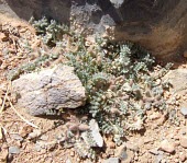 Astragalus tribuloides in habitat Habitat,Species in habitat shot,Astragalus,Terrestrial,Asia,Europe,Tracheophyta,Least Concern,Fabales,Africa,Photosynthetic,Leguminosae,Plantae,Magnoliopsida,IUCN Red List