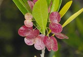 Hopseed bush Flower,Leaves,Mature form,Tracheophyta,Australia,Asia,Magnoliopsida,Photosynthetic,Africa,Sapindales,Dodonaea,North America,Sapindaceae,South America,Not Evaluated,Terrestrial,Plantae