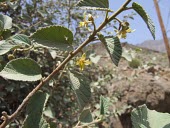 Grewia villosa flowers and leaves Habitat,Leaves,Species in habitat shot,Mature form,Flower,Semi-desert,Africa,Plantae,Tiliaceae,Tracheophyta,Photosynthetic,Terrestrial,Magnoliopsida,Rock,Asia,Grewia,Malvales