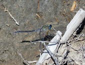 Mangrove skimmer perched on stick Coastal,Estuary,Salt marsh,Animalia,Aquatic,Asia,Insecta,Mangrove,Terrestrial,Brackish,Vulnerable,Libellulidae,Odonata,Arthropoda,Carnivorous,Orthetrum,Flying,IUCN Red List