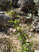 Hibiscus micranthus Habitat,Leaves,Species in habitat shot,Mature form,Asia,Magnoliopsida,Photosynthetic,Malvaceae,Hibiscus,Rock,Tracheophyta,Africa,Terrestrial,Malvales,Plantae