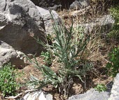 Centaurea wendelboi Leaves,Flower,Mature form,Not Evaluated,Tracheophyta,Centaurea,Plantae,Terrestrial,Asterales,Photosynthetic,Asia,Magnoliopsida,Asteraceae,IUCN Red List