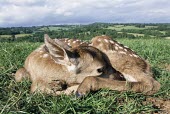 Red deer calf Infant,Even-toed Ungulates,Artiodactyla,Cervidae,Deer,Chordates,Chordata,Mammalia,Mammals,Species of Conservation Concern,Scrub,Cetartiodactyla,Terrestrial,elaphus,Heathland,Temperate,Herbivorous,Cerv