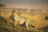 Cheetah on alert at dawn Chordates,Chordata,Carnivores,Carnivora,Mammalia,Mammals,Felidae,Cats,jubatus,Savannah,Appendix I,Africa,Acinonyx,Critically Endangered,Carnivorous,Terrestrial,Animalia,Endangered,Scrub,Vulnerable,IUC