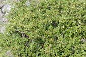 Pemphis acidula, showing leaves and flowers Mature form,Leaves,IUCN Red List,Pemphis,Aquatic,Magnoliopsida,Africa,Photosynthetic,Least Concern,Myrtales,Tracheophyta,Terrestrial,Pacific,Marine,Plantae,Sand-dune,Coastal,Indian,Lythraceae,Australi